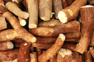Image of Cassava root crop