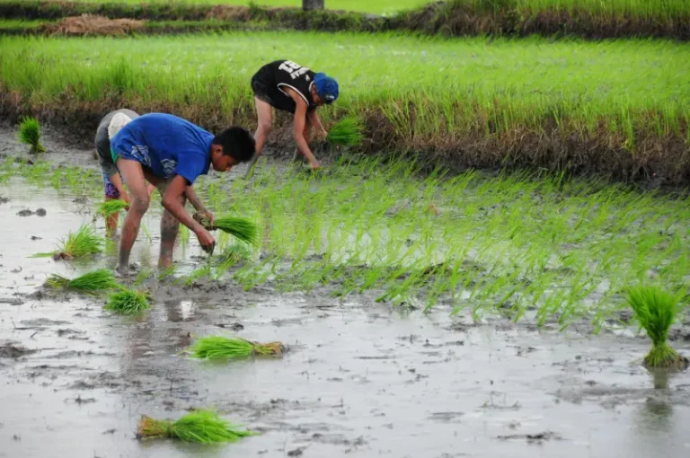 Image of Rice Cultivation