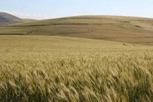 Image of Wheat Cultivation