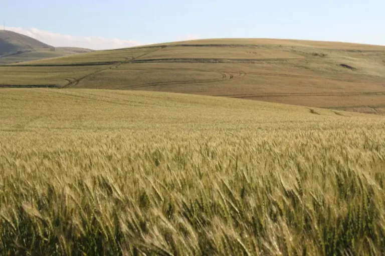 Image of Wheat Cultivation